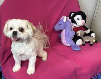 Shih Tzu Dogs Available for Adoption in Cedartown, Georgia - Tinker | PetCurious