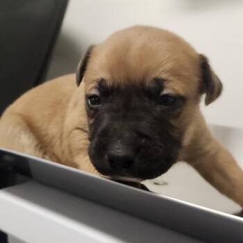 Pit Bull Terrier Dogs Available for Adoption - Weston | PetCurious