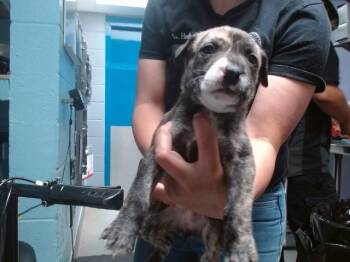 Pit Bull Terrier and Mixed Breed Dogs Available for Adoption in Albuquerque, New Mexico - ANCONA | PetCurious