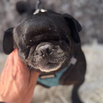 Rescue Pug Dogs for Adoption in San Diego, California - Leia | PetCurious