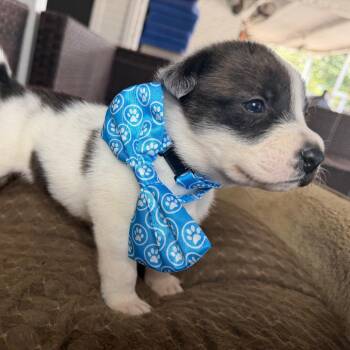Bruiser -  Australian Cattle Dog Blue Heeler Dog for Adoption in Aledo, Texas - Bruiser | PetCurious