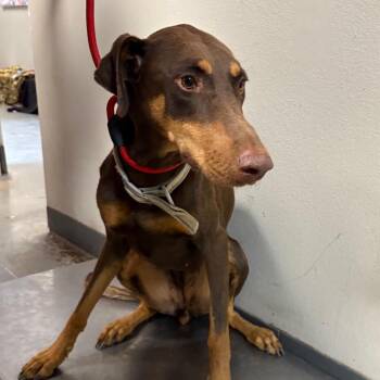 Lottie -  Doberman Pinscher Dog for Adoption in Yuma, Arizona - Lottie | PetCurious