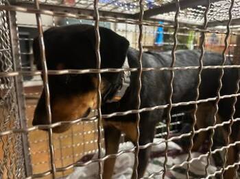 Rottweiler Dogs Available for Adoption - Wesley | PetCurious