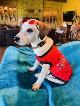 Waylon -  Catahoula Leopard Dog and Labrador Retriever Dog for Adoption in Boerne, Texas - Waylon | PetCurious
