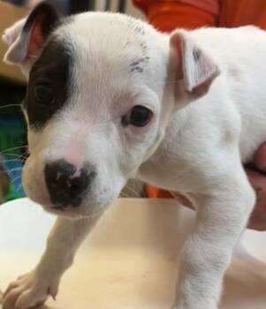 CHECKERS -  Jack Russell Terrier Dog for Adoption in Elizabethton, Tennessee - CHECKERS | PetCurious