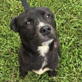 Rescue Mixed Breed Dogs for Adoption in Martinsburg, West Virginia - Gus | PetCurious