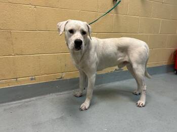 Pit Bull Terrier and Mixed Breed Dogs Available for Adoption in Tulsa, Oklahoma - XAVIER | PetCurious