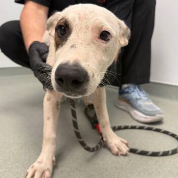 Cinder -  Mixed Breed Dog for Adoption in Abilene, Texas - Cinder | PetCurious