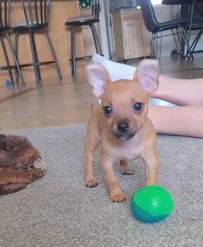 Indi -  Chihuahua Dog for Adoption in Phoenix, Arizona - Indi | PetCurious
