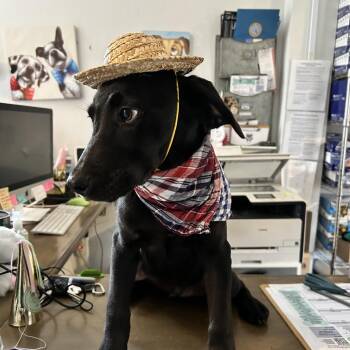 Labrador Retriever and Mixed Breed Dogs Available for Adoption in New Orleans, Louisiana - Dutton | PetCurious