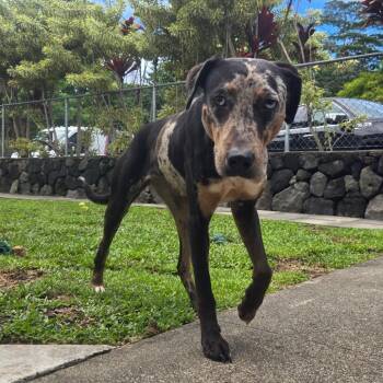 AIR-Stray-13201 -  Catahoula Leopard Dog Dog for Adoption in Keaau, Hawaii - AIR-Stray-13201 | PetCurious