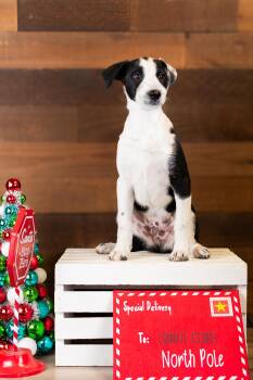 Rescue Plott Hound Dogs for Adoption in Brighton, Colorado - #1005-25 (Snicker) | PetCurious