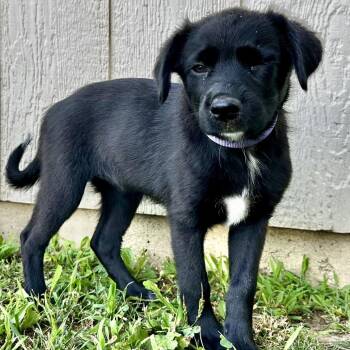 Zuna -  Mixed Breed Dog for Adoption in Warrensburg, Missouri - Zuna | PetCurious