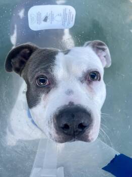 Pit Bull Terrier Dogs Available for Adoption - Kingston **Courtesy Post. Out Of Town Pet. See Below For Details | PetCurious