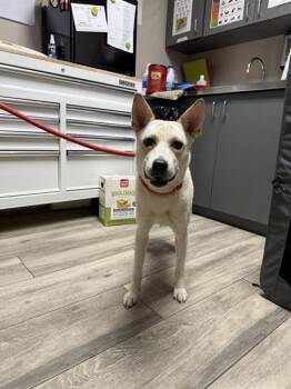 Carolina Dog and Mixed Breed Dogs Available for Adoption in Redlands, California - BUTTERSCOTCH | PetCurious