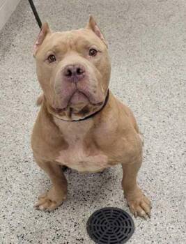 Murdoch -  Pit Bull Terrier and Mixed Breed Dog for Adoption in Kansas City, Missouri - Murdoch | PetCurious