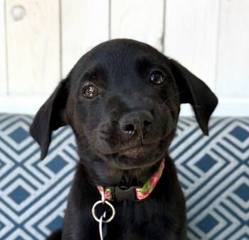 Matilda -  Black Labrador Retriever Dog for Adoption in Los Angeles, California - Matilda | PetCurious