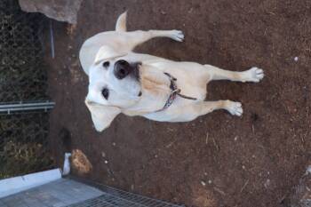 Rescue Labrador Retriever Dogs for Adoption in Leakey, Texas - Dancer | PetCurious
