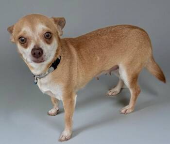 Chihuahua Dogs Available for Adoption - Quinn-10lb LIttle Chi | PetCurious