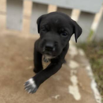 Labrador Retriever Dogs Available for Adoption in Austin, Texas - Chloe | PetCurious