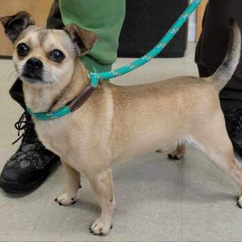 Chihuahua and Mixed Breed Dogs Available for Adoption - Bruce | PetCurious