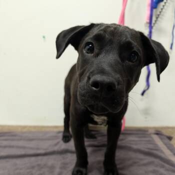 Labrador Retriever Dogs Available for Adoption in League City, Texas - Amethyst | PetCurious