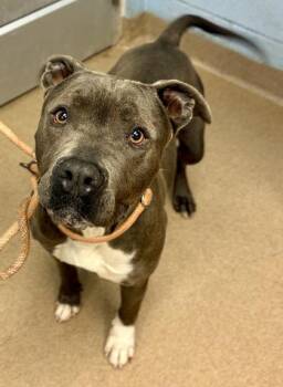Peanut -  Mixed Breed Dog for Adoption in Chamblee, Georgia - Peanut | PetCurious