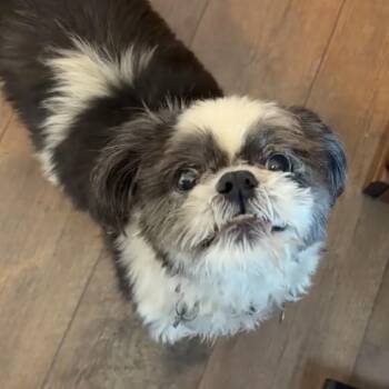 Rambo -  Shih Tzu Dog for Adoption in Peculiar, Missouri - Rambo | PetCurious