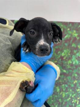 Rescue Labrador Retriever and Mixed Breed Dogs for Adoption in San Antonio, Texas - Lolita | PetCurious