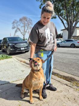 Shiba Inu and Carolina Dog Dogs Available for Adoption in Manhattan Beach, California - Sweet Maple K9 Good Citizen And Soon Service Dog | PetCurious