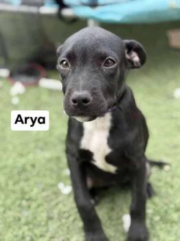 Rescue Pit Bull Terrier Dogs for Adoption in Thornton, Colorado - Arya | PetCurious