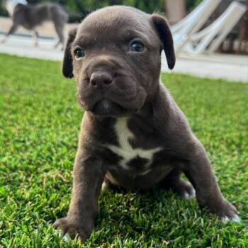 Terrier Dogs Available for Adoption in Waxhaw, North Carolina - Frenchie | PetCurious