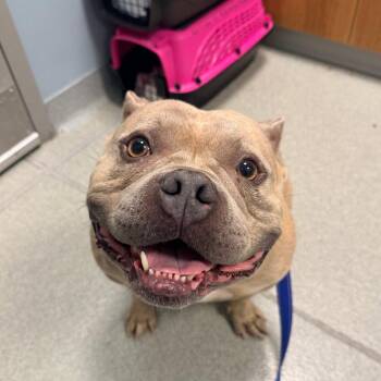 Tinkerbell -  Mixed Breed Dog for Adoption in New Castle, Delaware - Tinkerbell | PetCurious