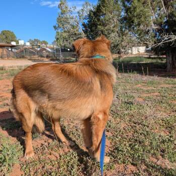 Juna -  Australian Shepherd and Mixed Breed Dog for Adoption in Kanab, Utah - Juna | PetCurious