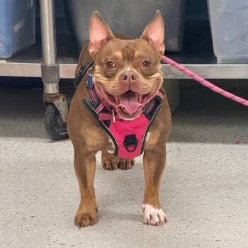 Buttercup -  French Bulldog and Pit Bull Terrier Dog for Adoption in Indianapolis, Indiana - Buttercup | PetCurious