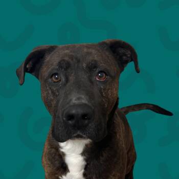 Pit Bull Terrier Dogs Available for Adoption in Reno, Nevada - Dozer | PetCurious