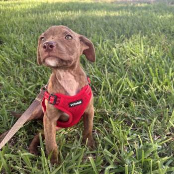 Skittles -  Plott Hound Dog for Adoption in Tampa, Florida - Skittles | PetCurious