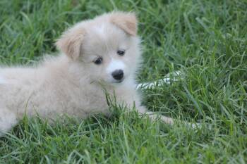 Hope -  Pomeranian Dog for Adoption in Alafaya, Florida - Hope | PetCurious