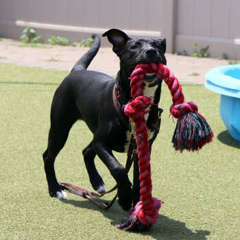 Rescue Mixed Breed Dogs for Adoption in Port Washington, New York - Bo | PetCurious