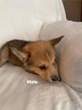 Mixed Breed Dogs Available for Adoption - Bobby | PetCurious