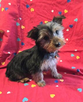 Yorkshire Terrier Dogs Available for Sale in Charlton, Massachusetts - Missy | PetCurious