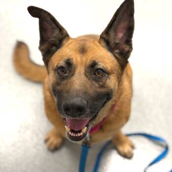 Rescue Shepherd and Mixed Breed Dogs for Adoption in Wheeling, Illinois - Noelle | PetCurious