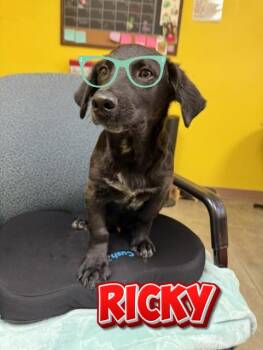 Ricky -  German Shorthaired Pointer and Black Labrador Retriever Dog for Adoption in Boerne, Texas - Ricky | PetCurious