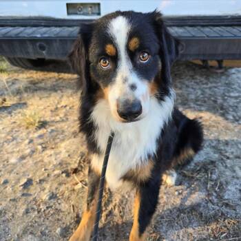 Prescott -  Australian Shepherd Dog for Adoption in Williston, Florida - Prescott | PetCurious