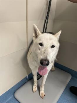 Siberian Husky Dogs Available for Adoption in Pearland, Texas - VALKYRIE | PetCurious