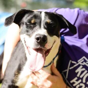 Amos -  Mixed Breed Dog for Adoption in Walker, Michigan - Amos | PetCurious