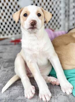 Labrador Retriever and Carolina Dog Dogs Available for Adoption - Hazel | PetCurious