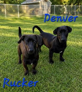 Rucker -  Dachshund Dog for Adoption in Momence, Illinois - Rucker | PetCurious