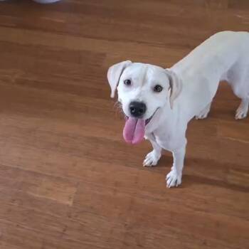 Peach -  Labrador Retriever and English Pointer Dog for Adoption in Mooresville, North Carolina - Peach | PetCurious