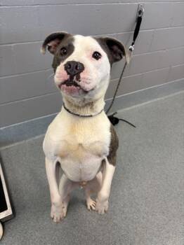 CHANCE -  Pit Bull Terrier Dog for Adoption in Indianapolis, Indiana - CHANCE | PetCurious
